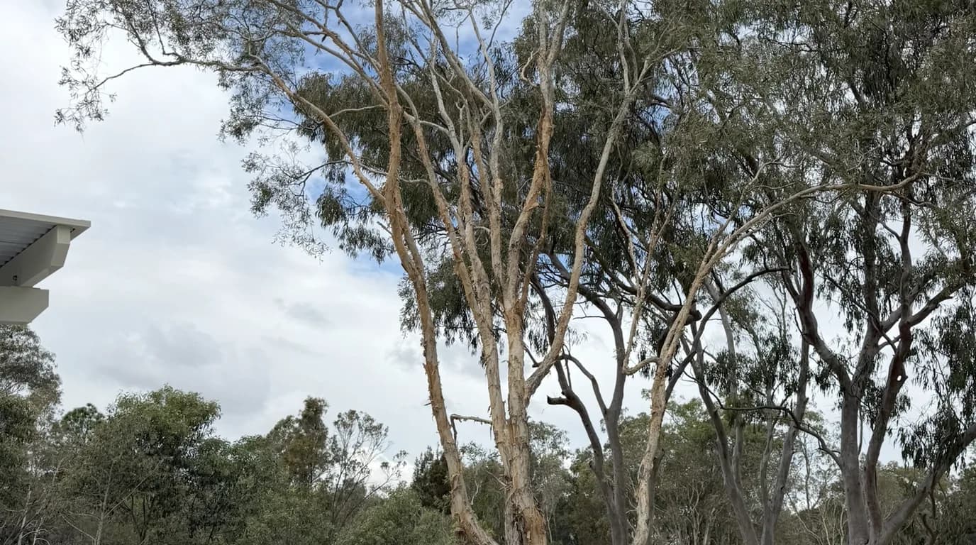 Mature eucalypts retained beside new building work in Logan, fresh turf and mulched garden beds around their bases