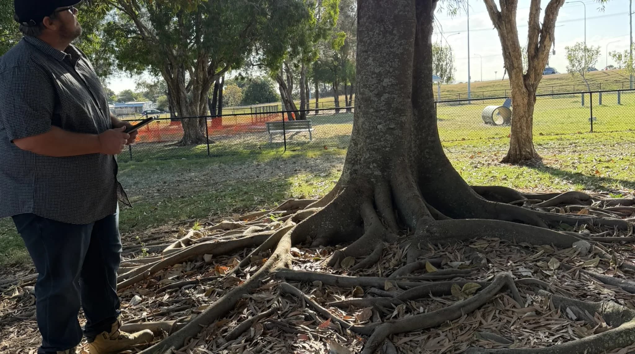 A very large mature fig in a Brisbane park, its buttressed base and structural roots spreading across the ground, an arborist standing alongside for scale