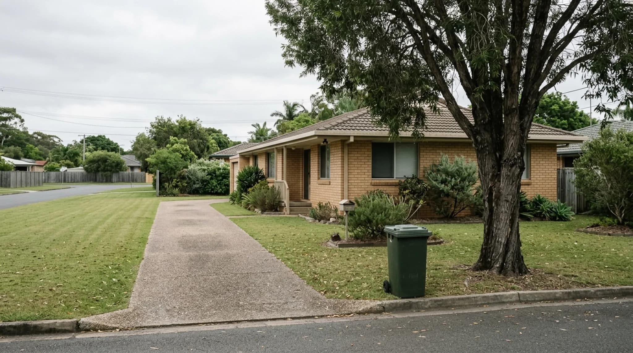 A large mature tree in a suburban front yard beside a concrete driveway with a low brick house set back behind it