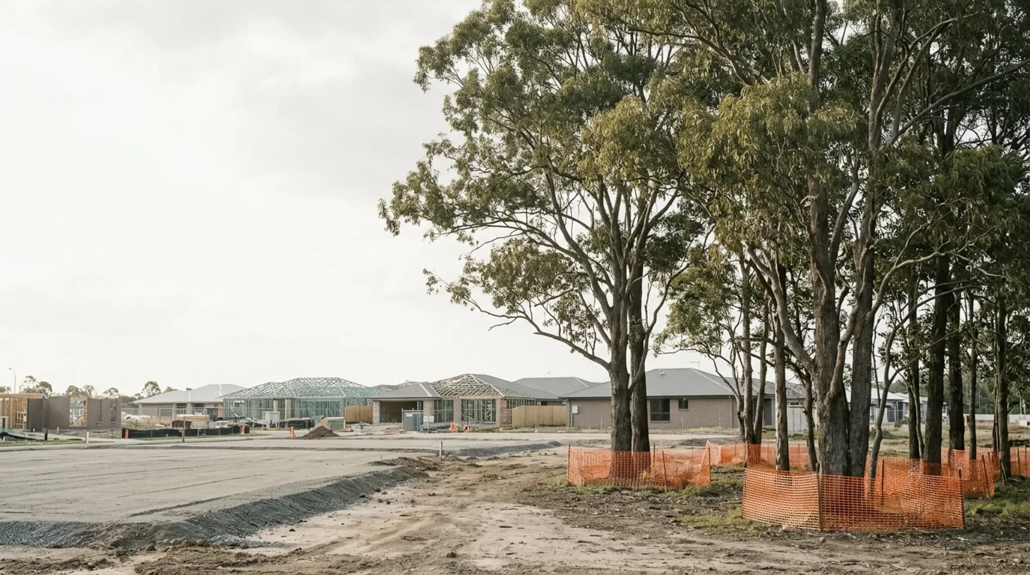 Mature remnant eucalypts retained on the boundary of a large cleared residential development site with protective fencing around their bases