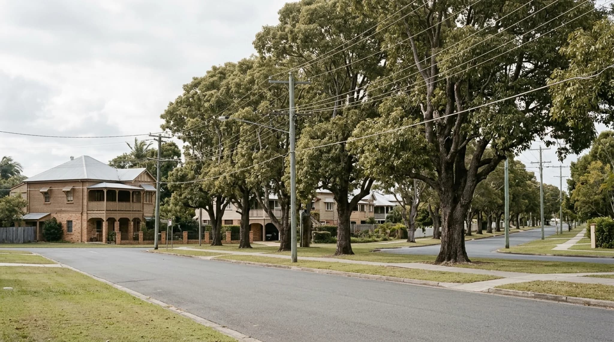 A row of very large mature street trees along an older established Queensland streetscape with houses set well back behind wide verges
