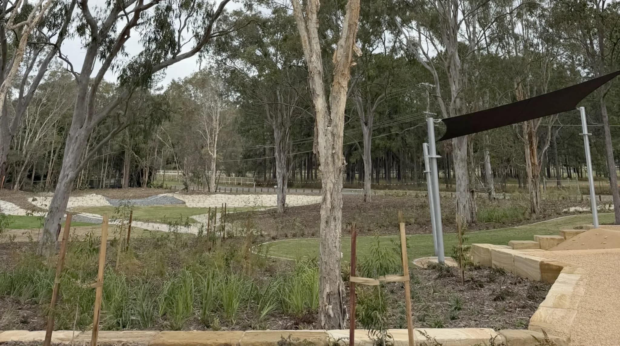 Mature eucalypts retained on a Logan development site, new landscaping established around their bases