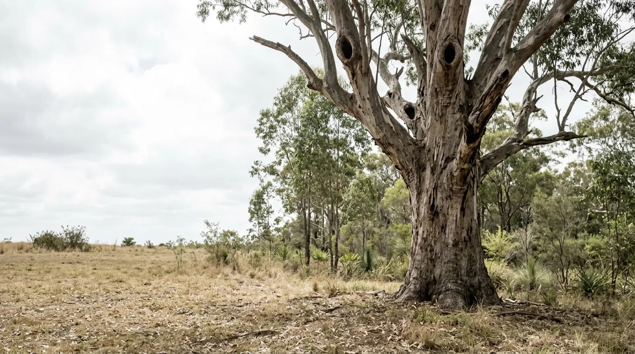 A very large old habitat eucalypt with visible hollows in its upper limbs at the edge of open bushland