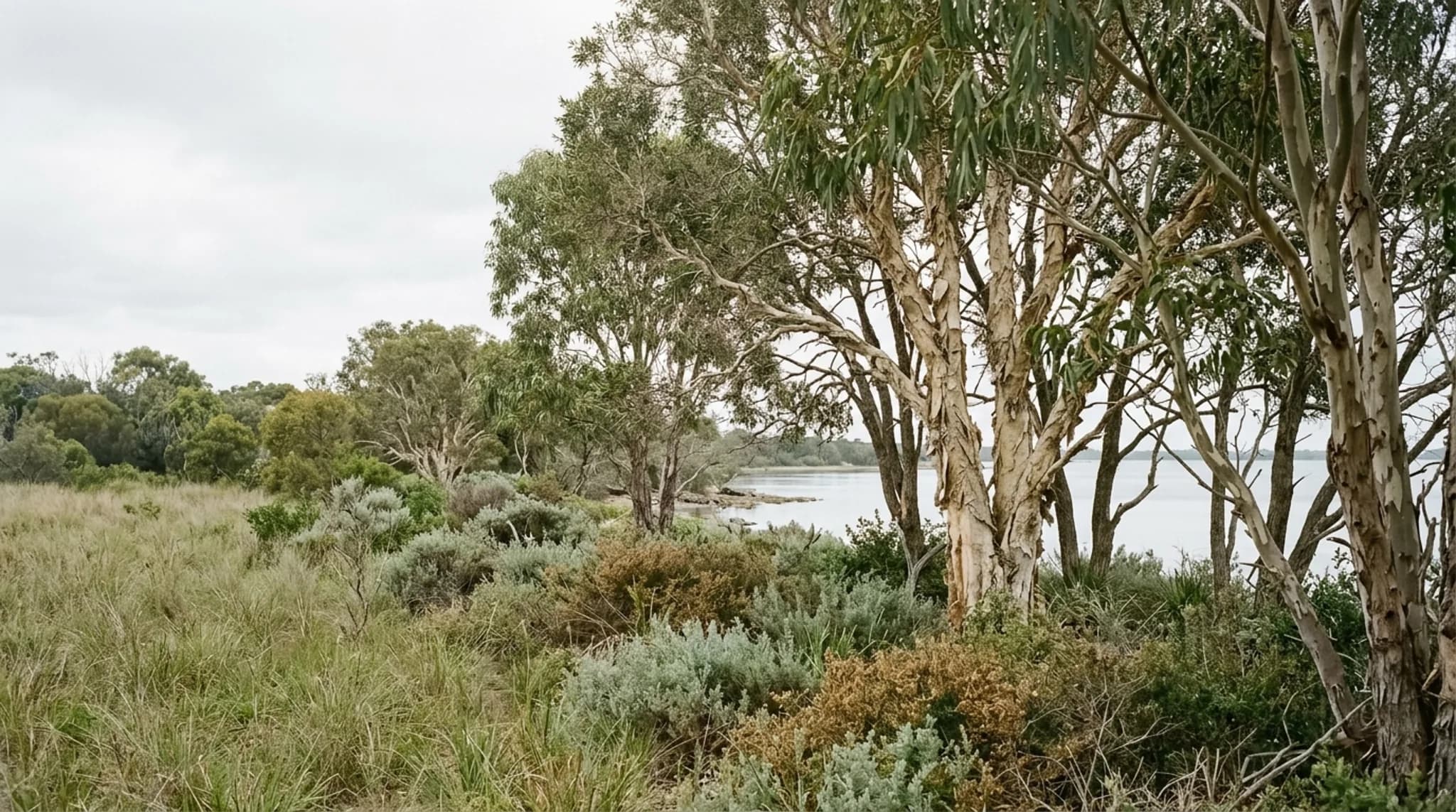 Mature paperbark melaleucas and eucalypts in a bayside reserve with low coastal scrub beneath and calm bay water beyond