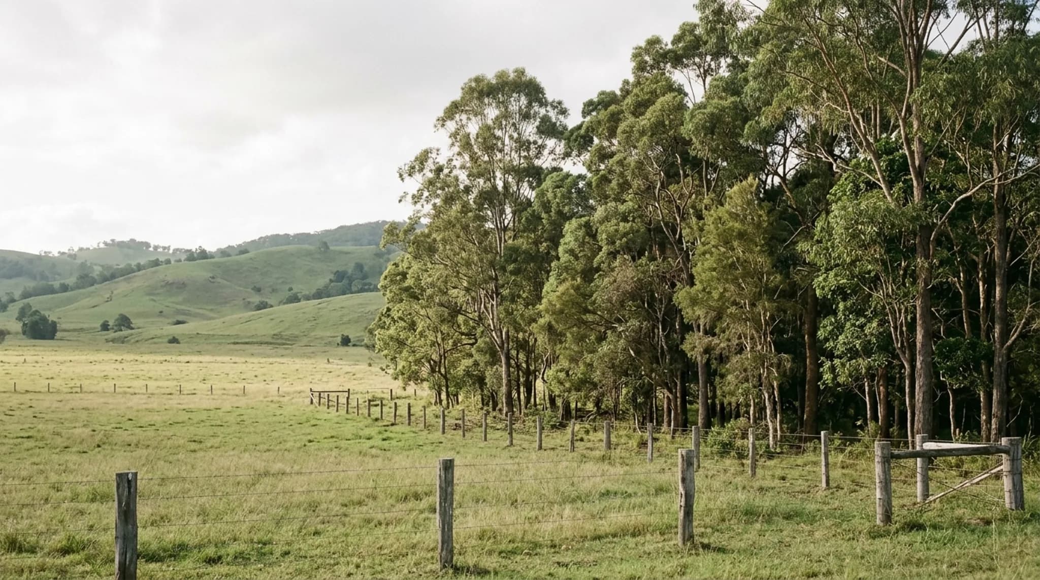 A dense stand of mature hinterland trees along the boundary of a cleared rural-residential block with rolling green hills behind