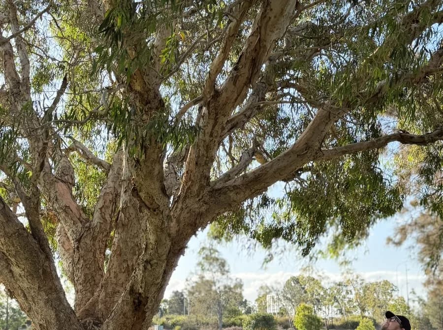 The canopy of a mature eucalypt seen from below, its branch structure legible against the sky