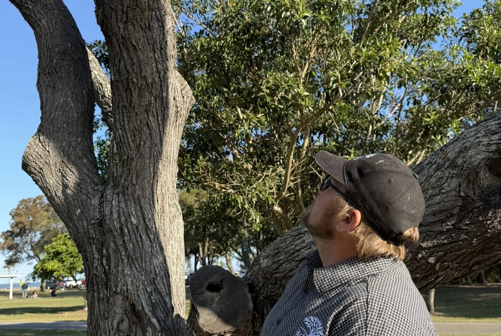 Adam De Regt looking closely up into a major branch union of a mature tree, the limb reaching out over him