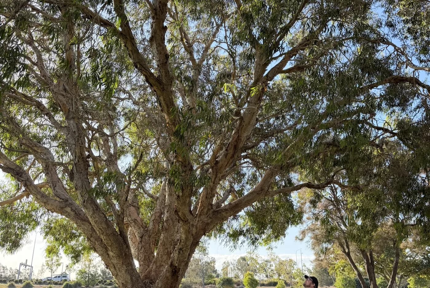 A single mature spreading tree standing alone in open parkland with no equipment, fencing or works anywhere in frame
