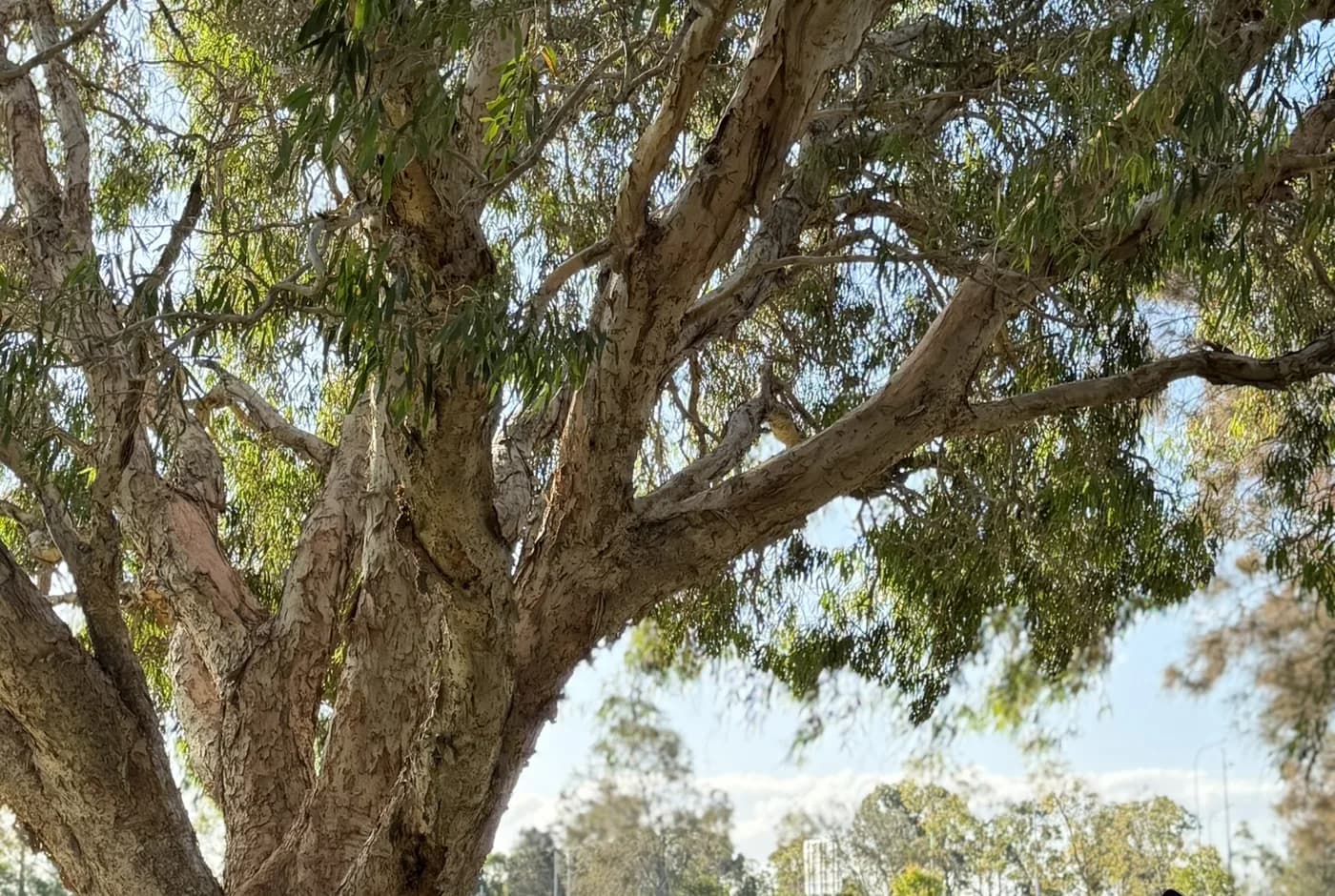 The canopy of a mature eucalypt seen from below, its branch structure legible against the sky