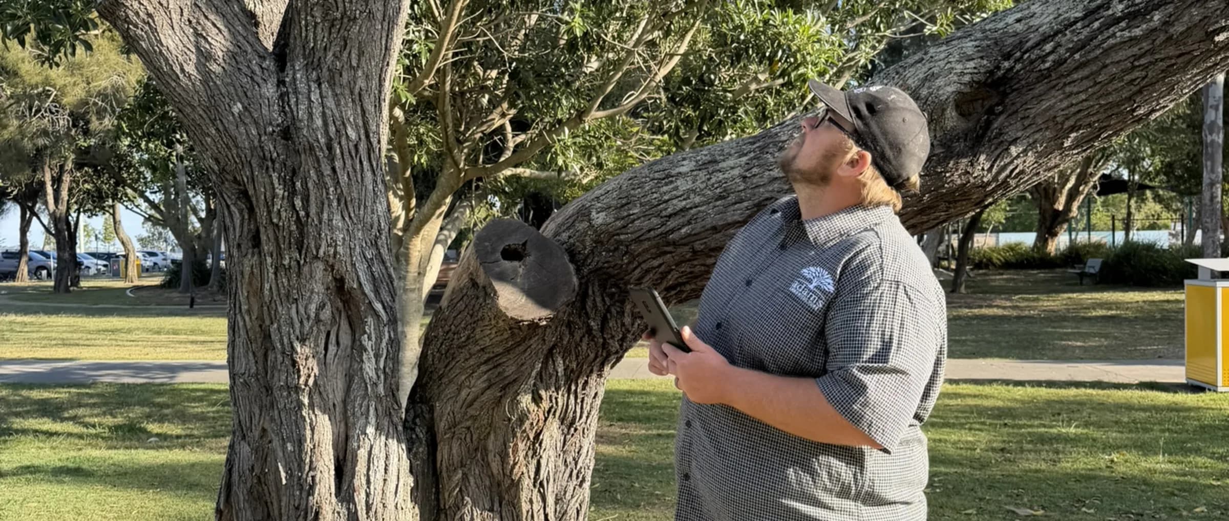 Adam De Regt looking up into the union of a large low limb on a mature tree, reading its structure from directly beneath