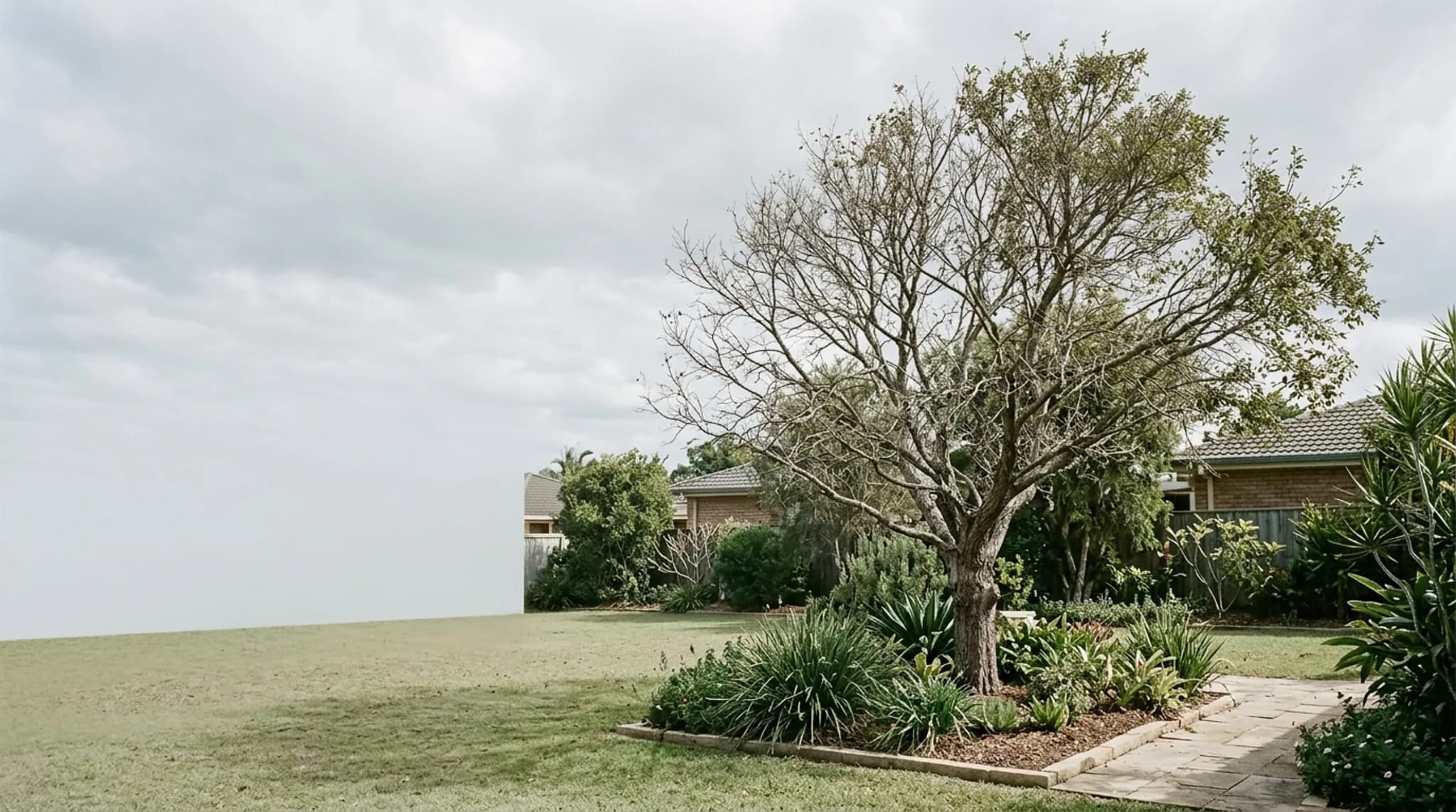 A mature tree with a thinning, sparse canopy standing in an established garden, bare inner branches visible against overcast sky
