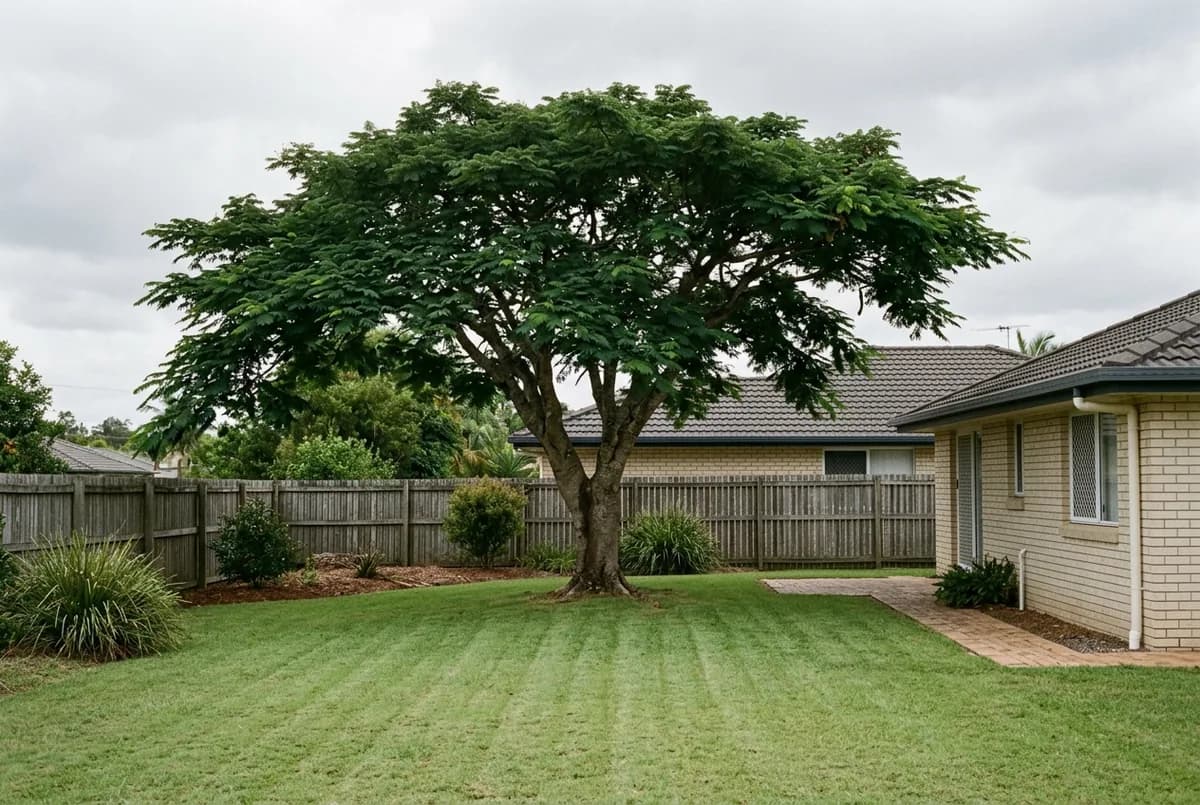 A large mature tree in a suburban back yard seen from the lawn, a house and low fence visible behind it