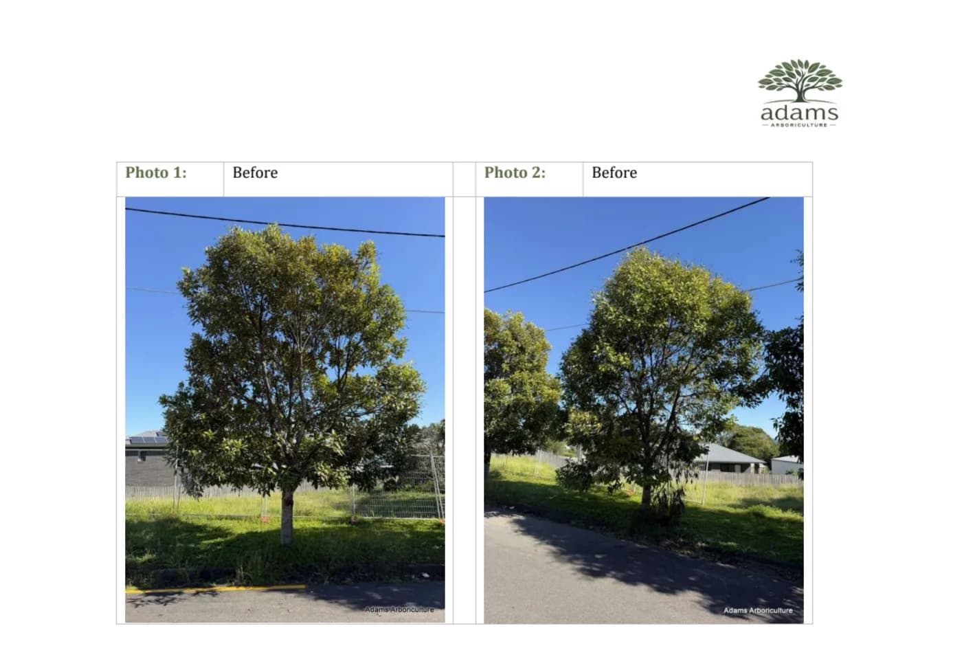 A page from a completed arborist report, site photographs laid out beside the written record of the works