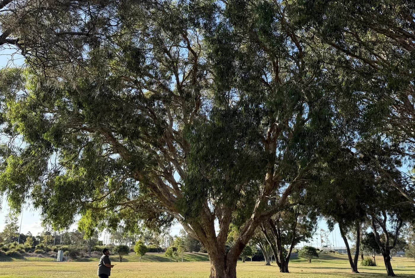Adam De Regt standing well back from a large mature tree with a tablet, taking in the whole canopy