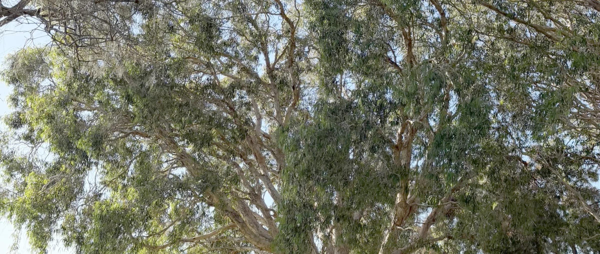 A large mature tree standing in open parkland with a figure at a distance beneath its canopy for scale