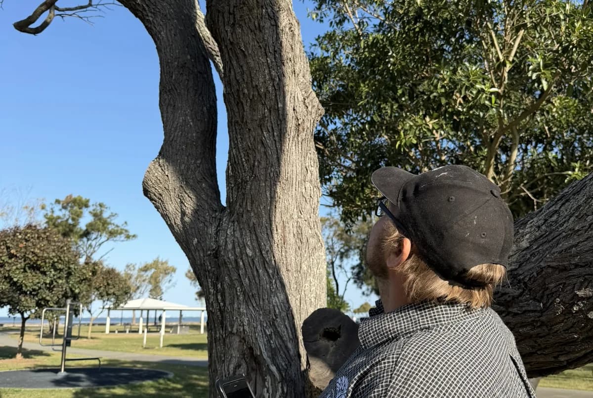 A gloved hand pressing a sounding mallet against the deeply fissured bark of a mature trunk at close range
