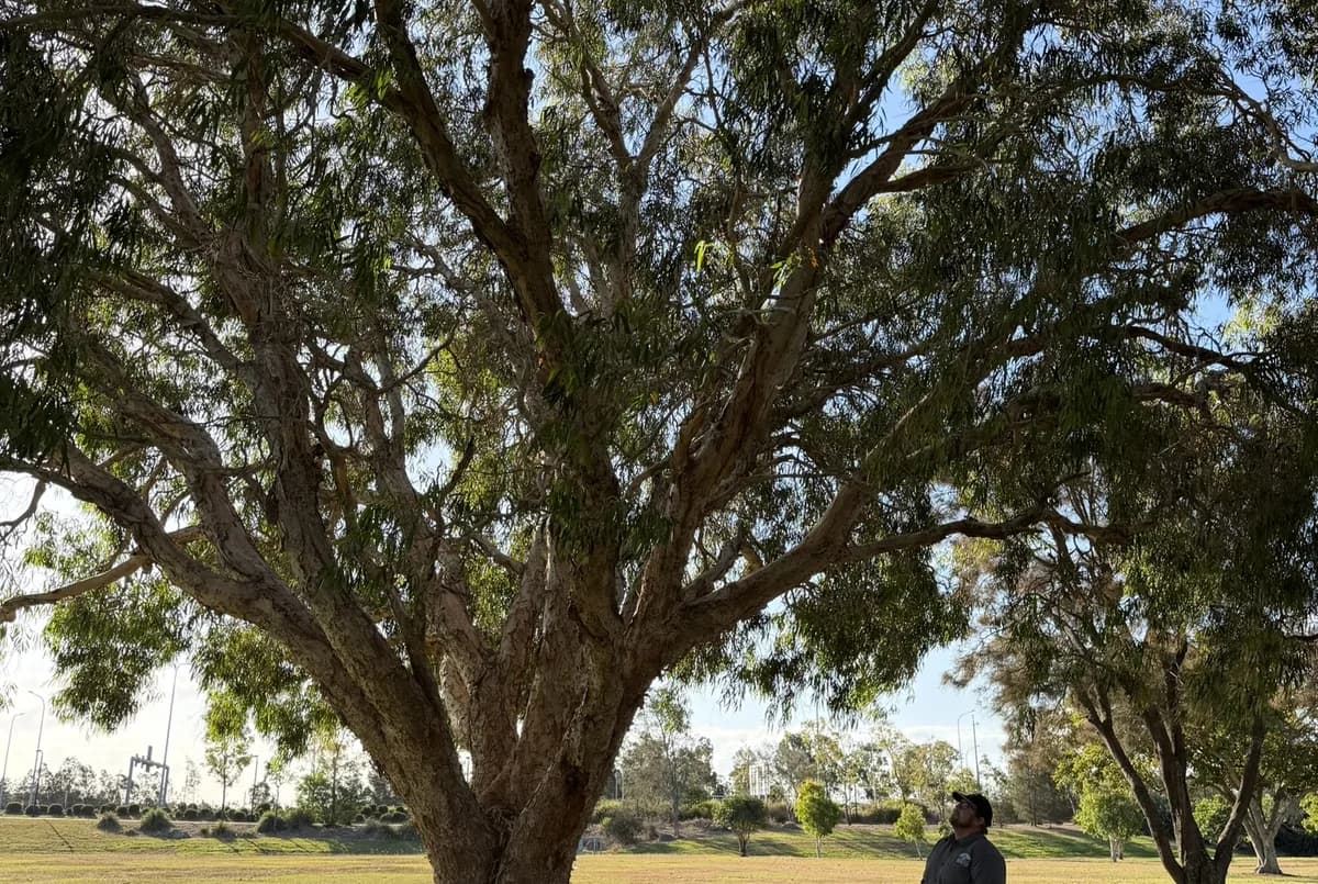 A stand of many mature trees across an open block with a diameter tape and a measuring wheel lying in the grass in the foreground