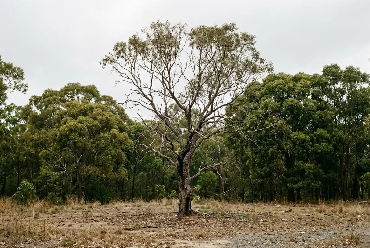 A mature tree with a thin sparse canopy and bare inner limbs standing against an overcast sky, fully leafed trees behind it