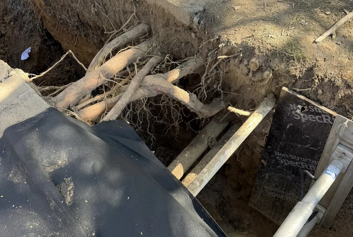 A careful hand-dug excavation opened immediately beside protective fencing at the base of a retained tree, hand tools resting at the edge of the cut