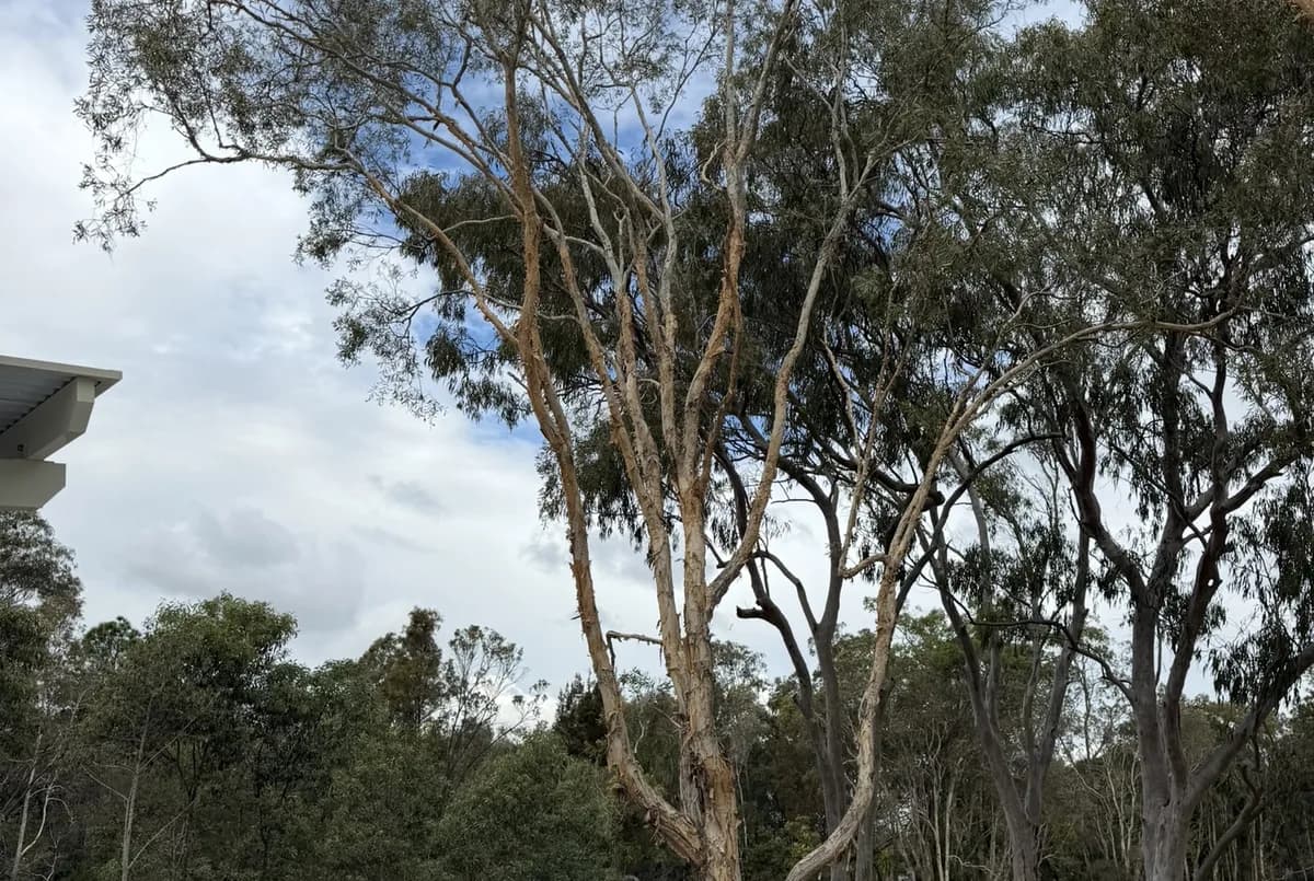 A mature retained tree in a completed landscaped setting with an intact mulch ring around its base and established planting beneath