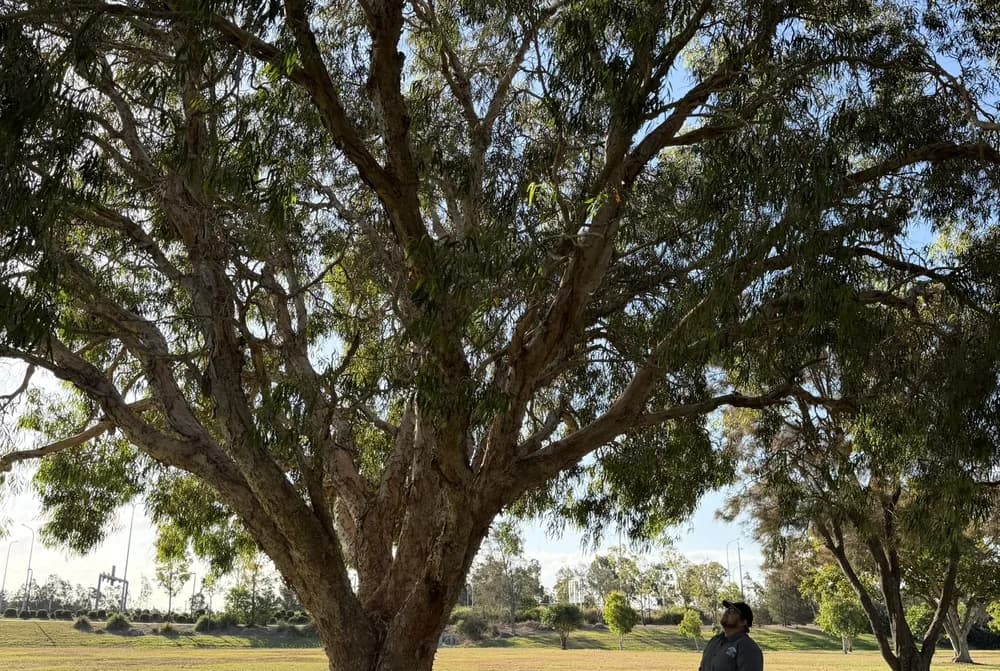 A stand of mature trees across an open block with a diameter tape and measuring wheel in the grass