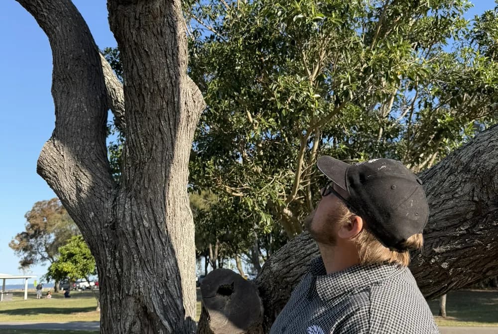 Adam De Regt looking up at the wound where a large limb has been removed from a mature trunk