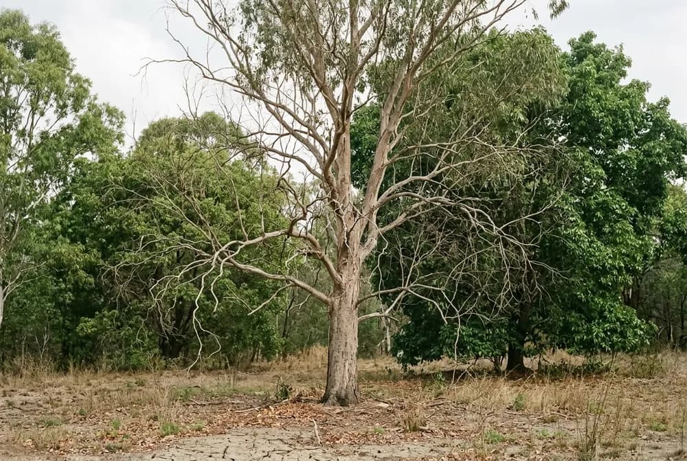A thinning tree canopy with sparse foliage and bare inner limbs seen against an overcast sky