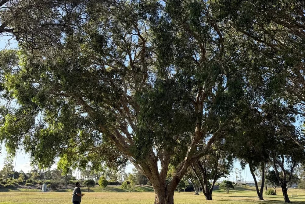 Adam De Regt standing back from a large mature tree with a tablet, looking into the canopy