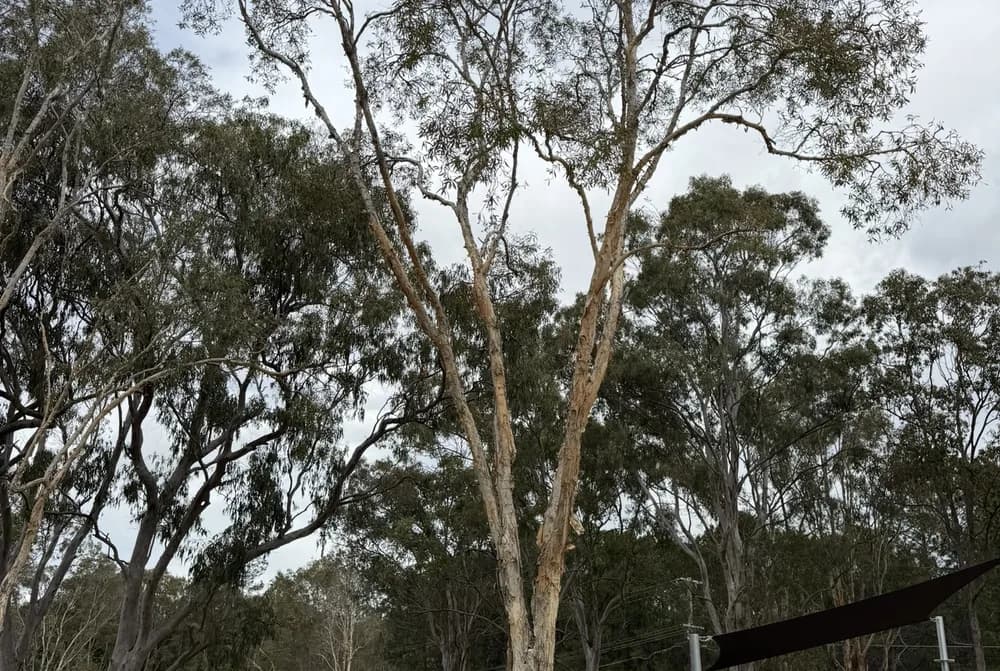 Mature eucalypts retained along the edge of a development site with cleared ground in the foreground