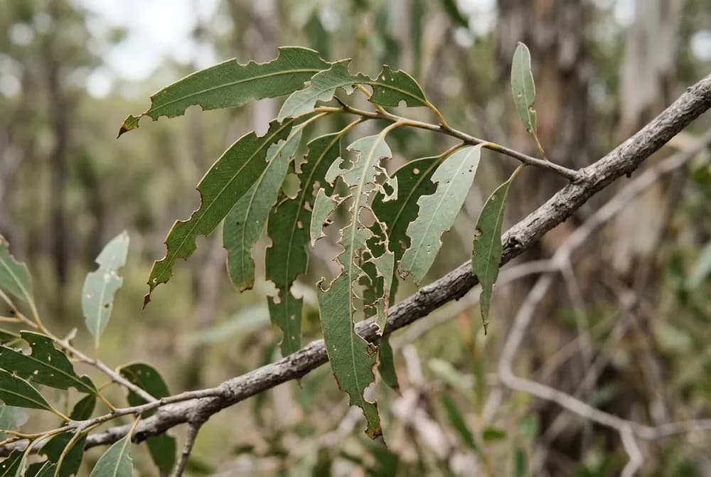 A close view of a leaf cluster showing insect damage and chewed margins on an otherwise healthy branch