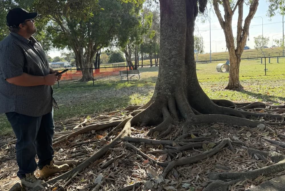 A very large mature fig with a broad buttressed base and structural roots spreading across the ground around it