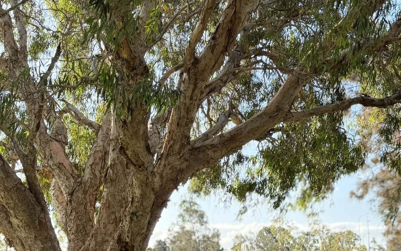 The canopy of a mature eucalypt seen from below, its branch structure and limb unions legible against the sky