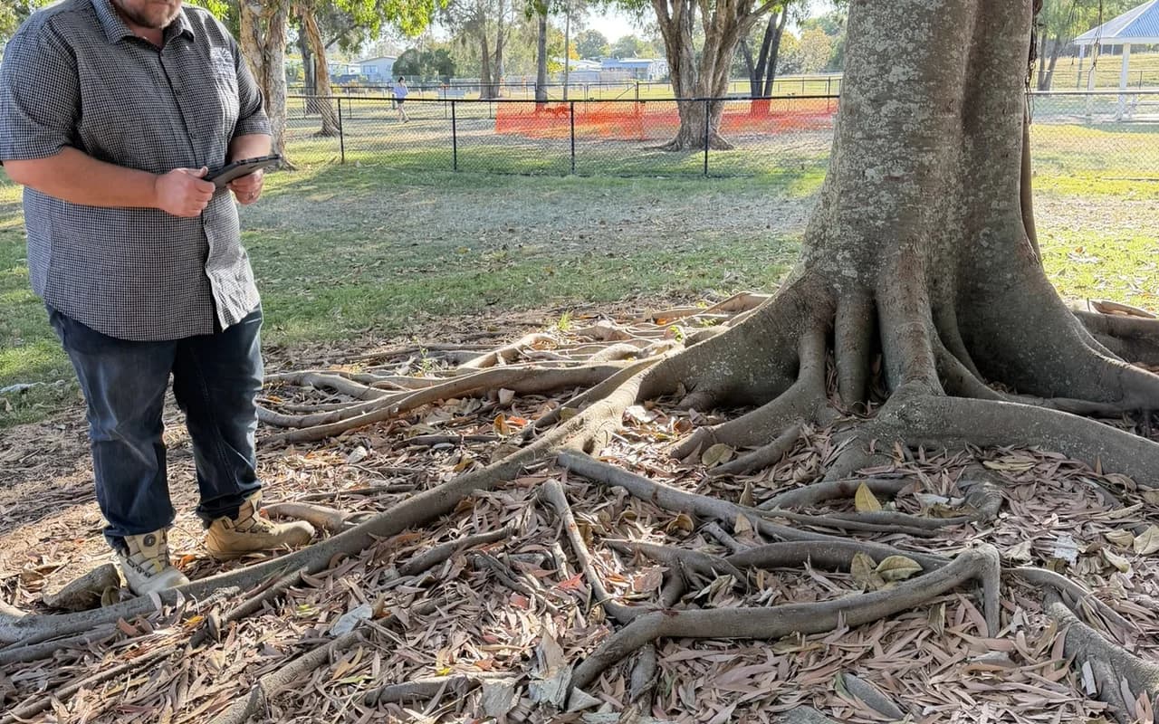 Structural roots of a large fig spreading out across the ground around its buttressed base