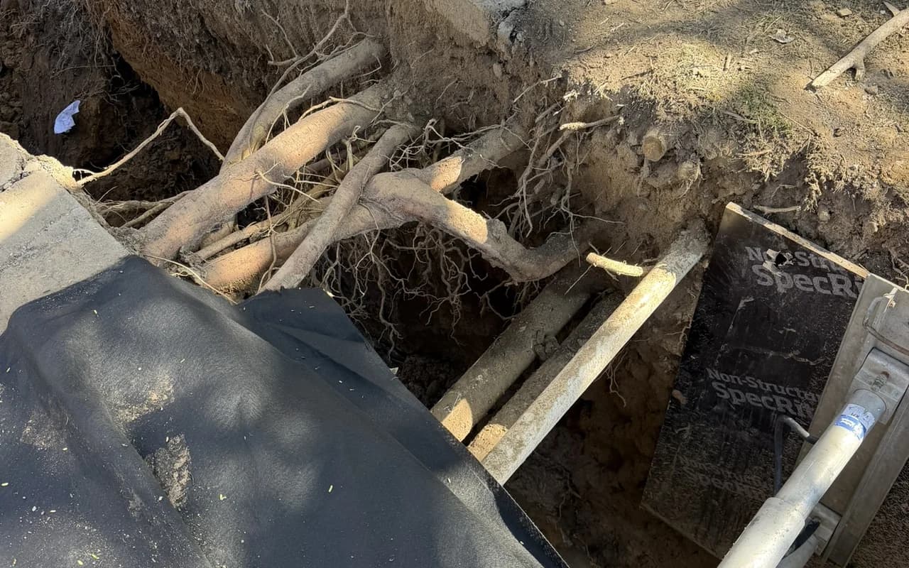 Tree roots running beneath the cut edge of a concrete slab, exposed where the excavation has been opened alongside it