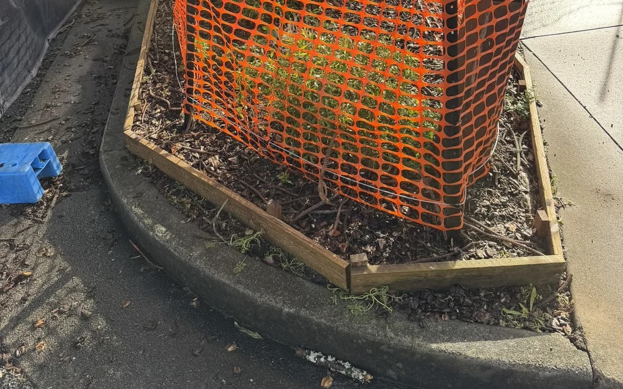 Orange protection fencing ringing the base of a retained street tree in a kerbside garden bed