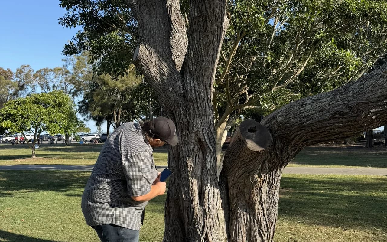 Adam De Regt inspecting the trunk of a mature tree at close range