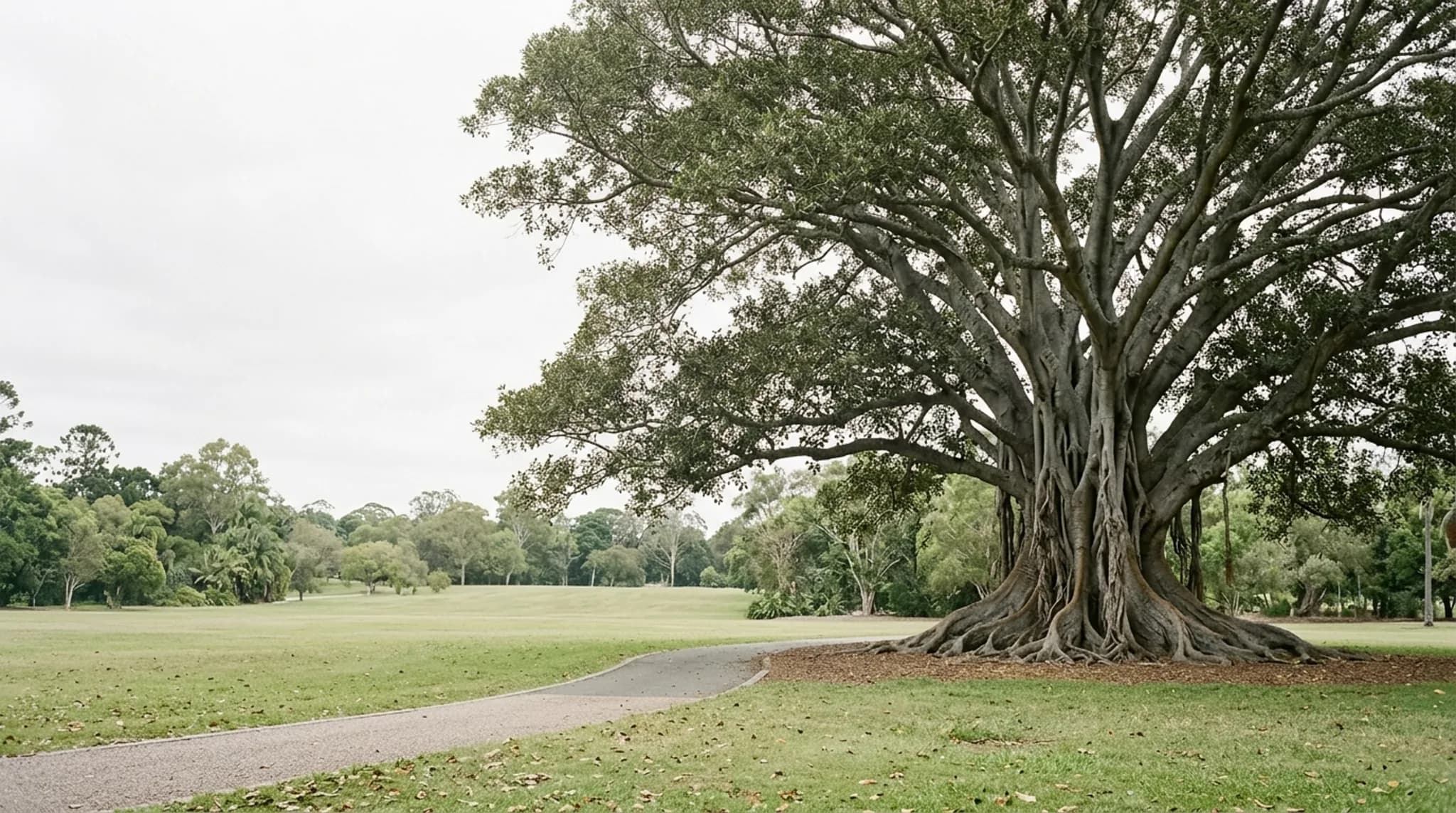 An enormous heritage-scale fig with a vast spreading canopy and aerial roots standing alone in a public park