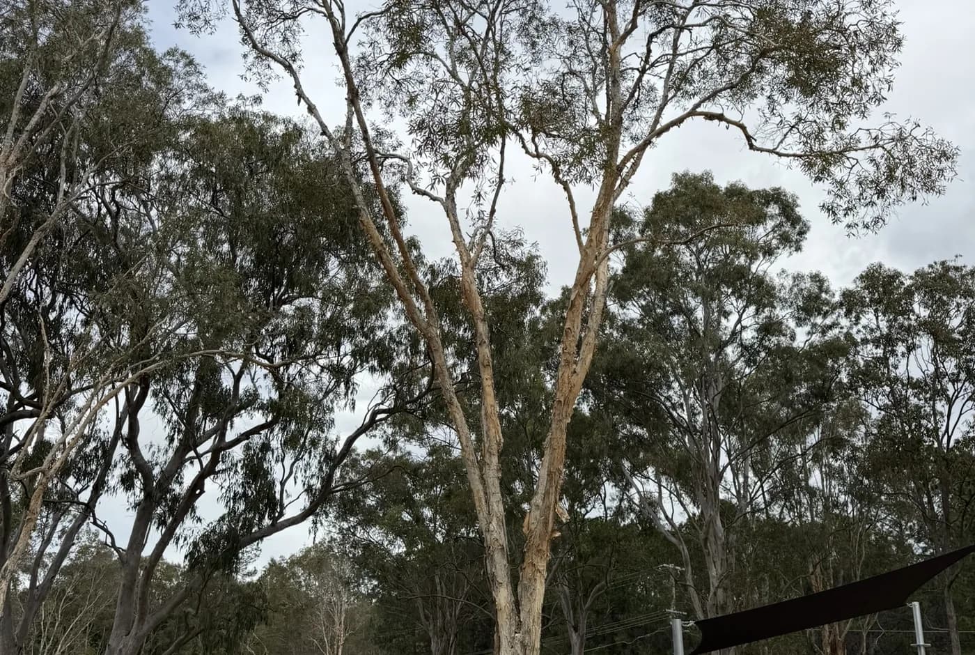 A partly cleared development block with mature trees retained along the far boundary and bare graded earth in the foreground