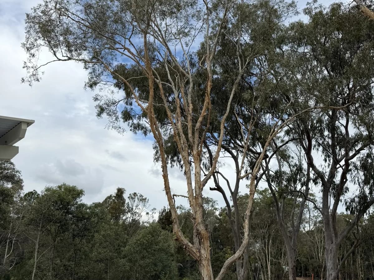 Mature eucalypts retained beside a completed building, new turf and mulched garden beds established around their bases