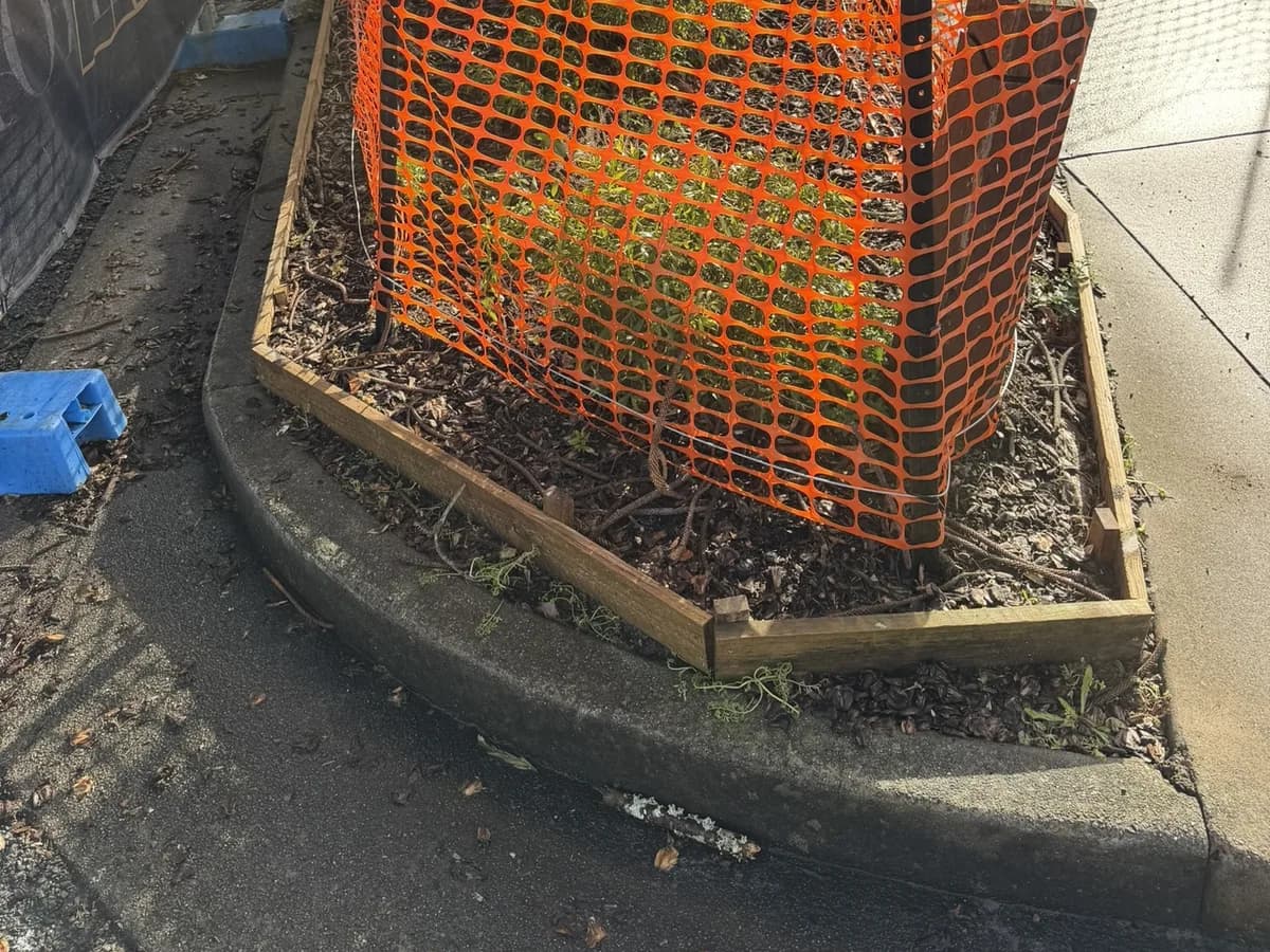 Orange protection fencing ringing the base of a retained street tree in a kerbside garden bed on a construction site