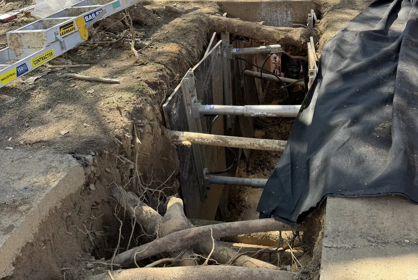An open trench beside a retained tree with structural roots left intact and exposed across the cut, the excavation shored and propped around them