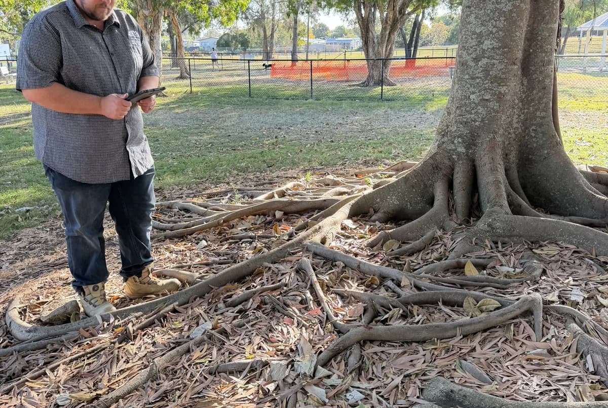 The buttressed base of a large mature fig, structural roots spreading out across the mulch at ground level
