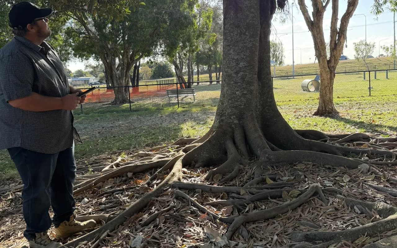 The buttressed base of a large mature fig, the trunk widening into structural roots at ground level
