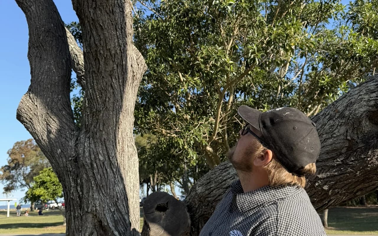 The wound where a large limb has been removed from a mature trunk, the surrounding bark intact